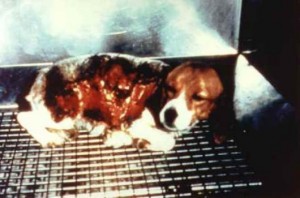 vivisection-beagle